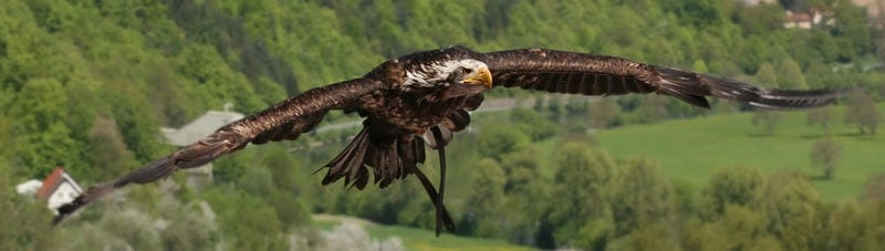 Đại bàng đầu trắng xuất hiện ngoài tự nhiên ở Bắc Mỹ