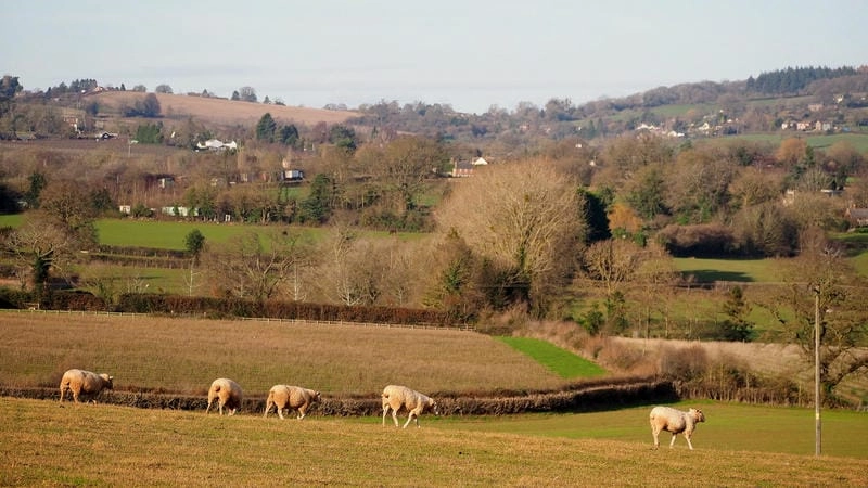 Đàn cừu trên đồng cỏ buổi sáng trong veo