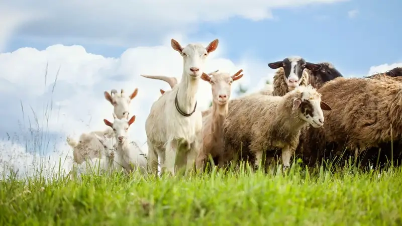 Đàn cừu trên đồng cỏ thơ mộng đầy cảm xúc