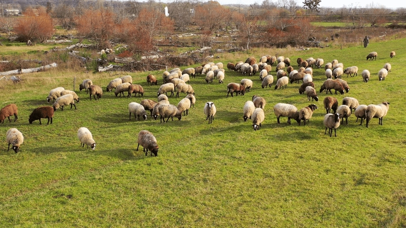 Đàn cừu trên đồng cỏ bình yên dễ chịu