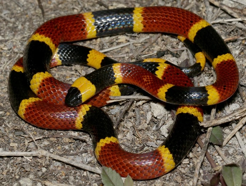 Rắn san hô đỏ là gì loài rắn độc nguy hiểm