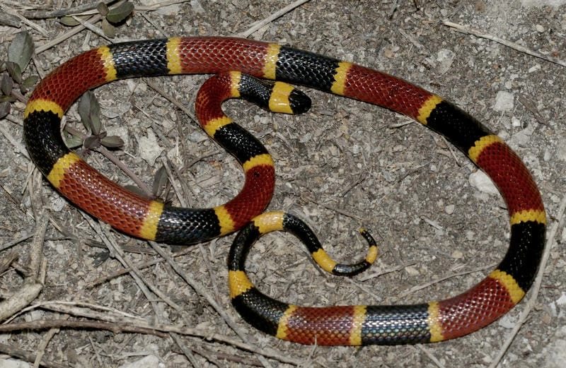 Rắn san hô đỏ thường gặp ở rừng ẩm