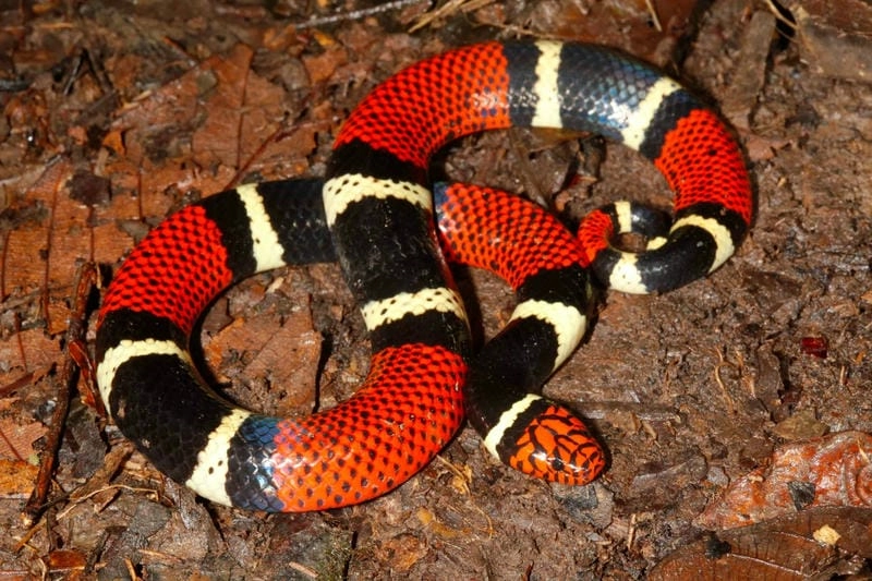 Rắn san hô đỏ ban ngày hay ban đêm hoạt động