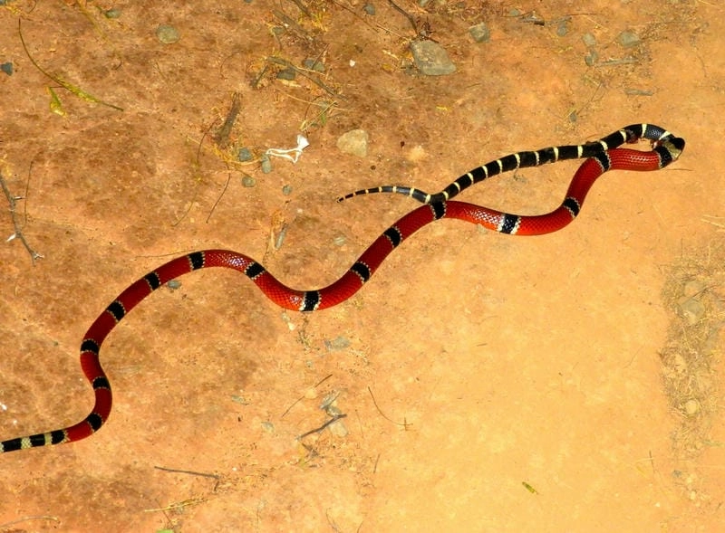 Rắn san hô đỏ cắn có sao không rất nguy hiểm