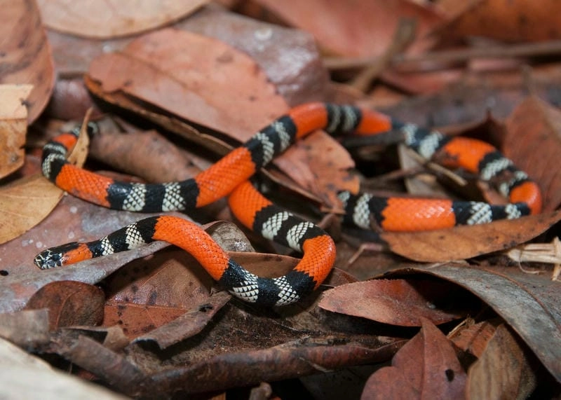 Rắn san hô đỏ nhận biết thế nào qua màu khoang