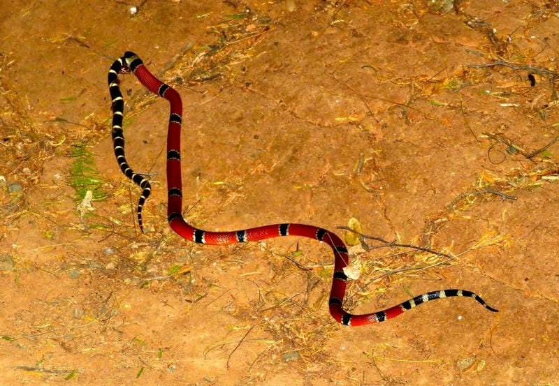 Rắn san hô đỏ nguy hiểm không khi bị đe dọa