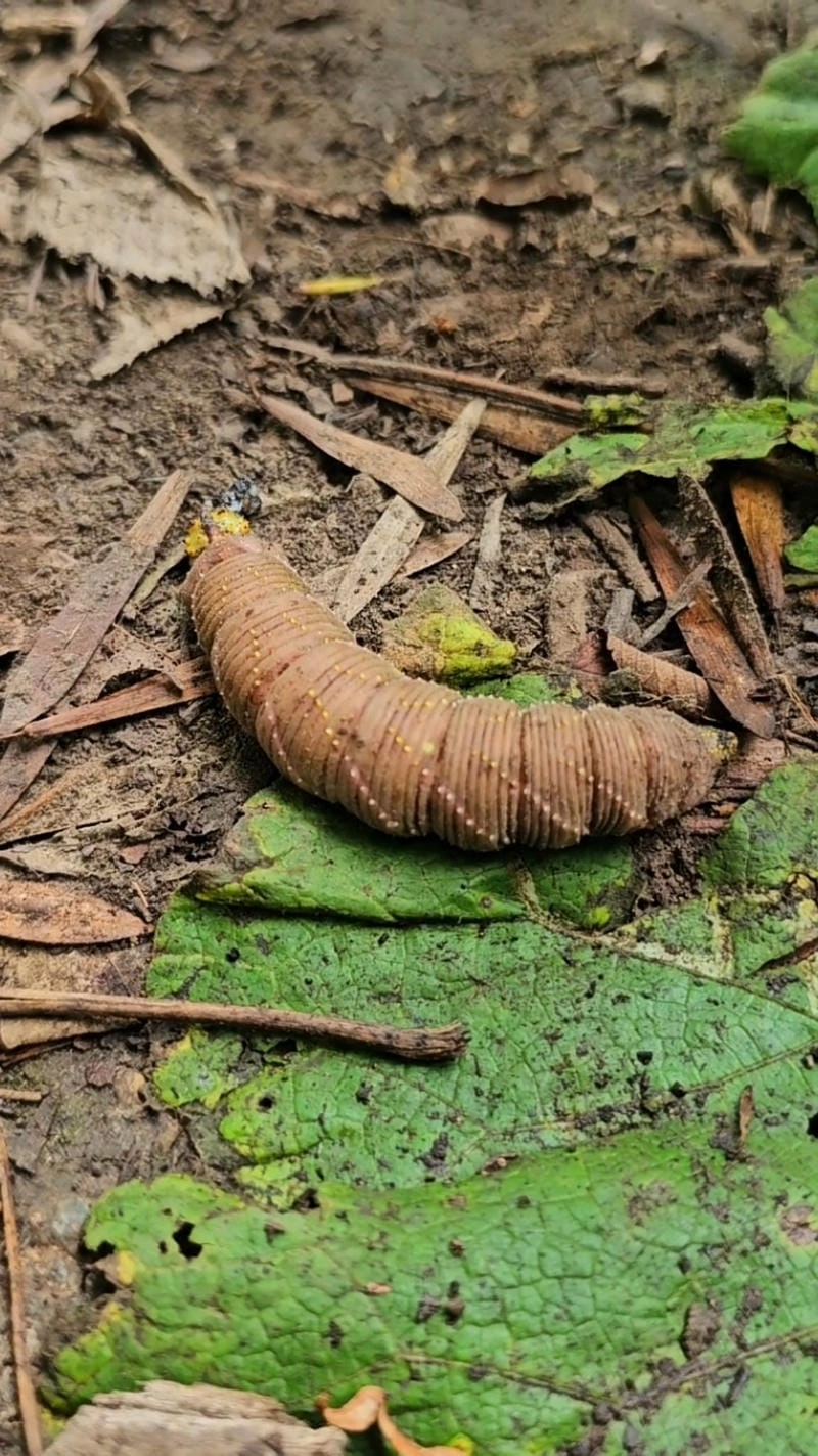 Sâu bướm xuất hiện theo mùa rõ rệt