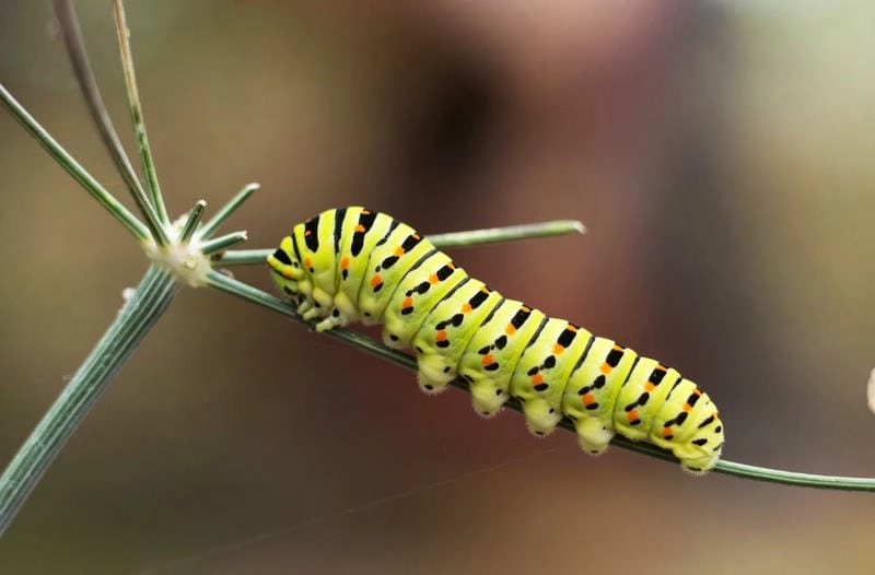 Sâu bướm xuất hiện nhiều vào mùa mưa