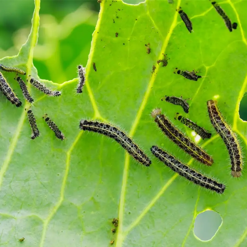 Sâu bướm ăn lá cây để tích lũy năng lượng