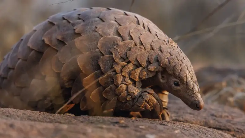 Tê tê ăn gì trong tự nhiên