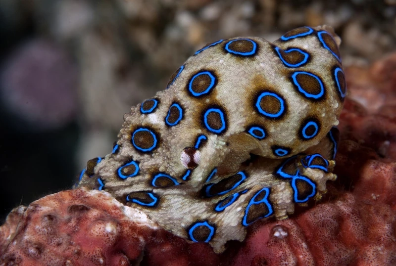 Sắc màu nổi bật của bạch tuộc vòng xanh biển nhiệt đới giữa rạn san hô