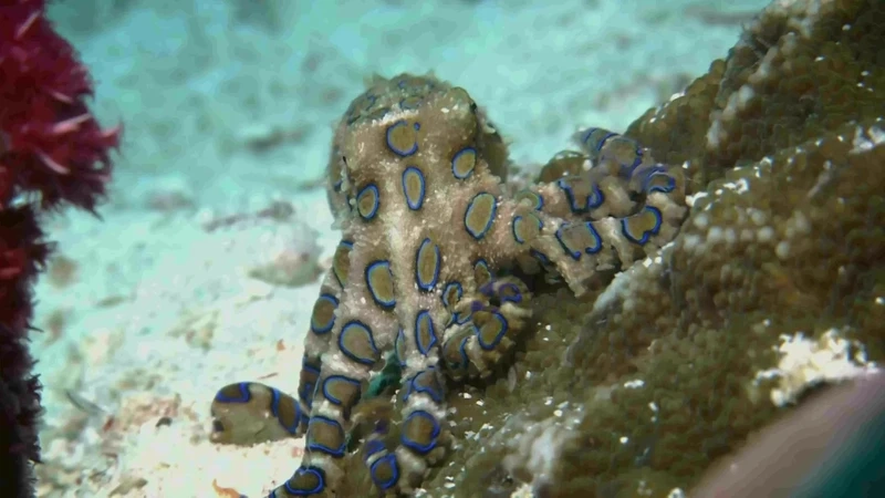 Khám phá vẻ bí ẩn của bạch tuộc vòng xanh đại dương hiếm gặp