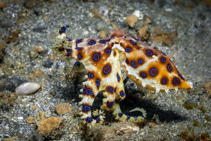 Vẻ đẹp nổi bật của bạch tuộc vòng xanh rạn san hô giữa đại dương