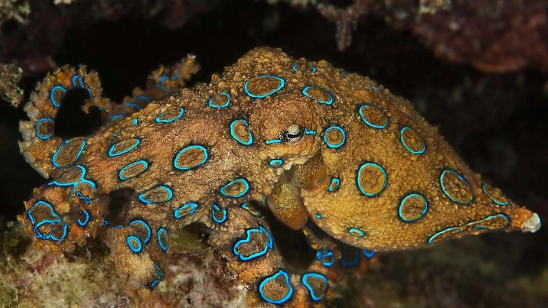 Thế giới bí ẩn của bạch tuộc vòng xanh động vật biển nguy hiểm