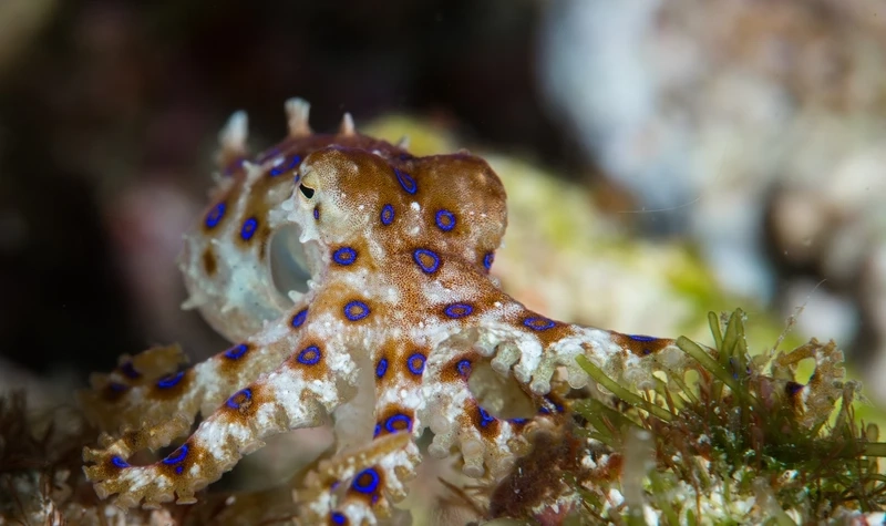 Bộ sưu tập bạch tuộc vòng xanh ảnh đẹp dành cho người yêu đại dương