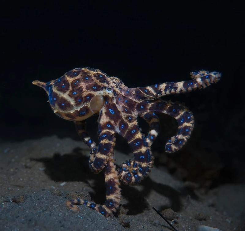 Tín hiệu đáng sợ từ bạch tuộc vòng xanh cảnh báo độc giữa đại dương