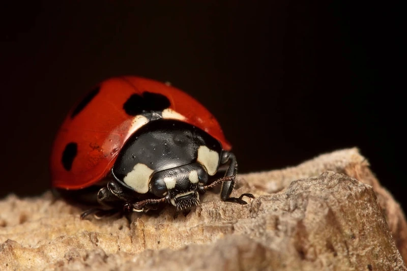 Bọ rùa bảy chấm côn trùng nhỏ quen thuộc trong vườn