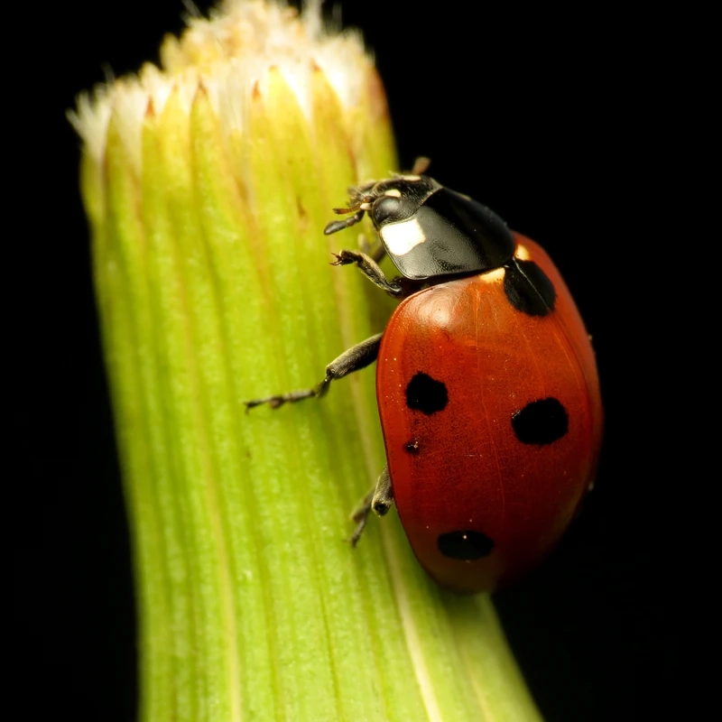 Góc chụp bọ rùa bảy chấm macro cực kỳ chi tiết