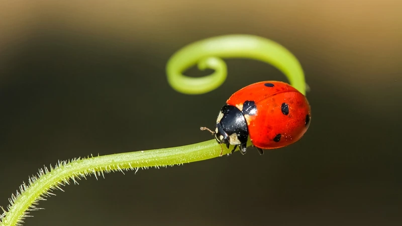 Hình ảnh bọ rùa bảy chấm đậu lá cây nhẹ nhàng
