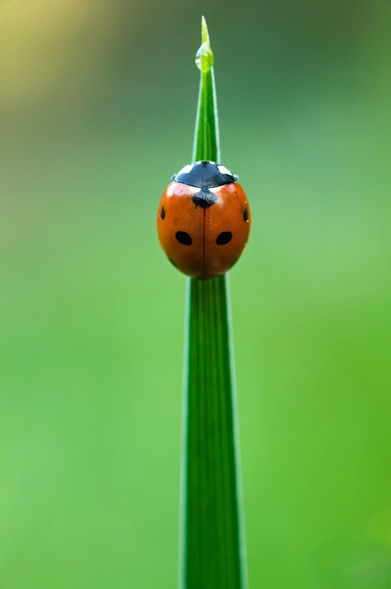 Hình ảnh bọ rùa bảy chấm vườn hoa đầy màu sắc