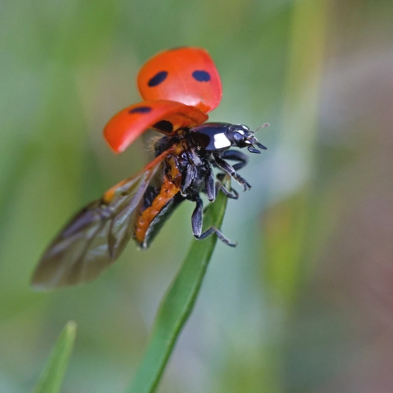 Bọ rùa bảy chấm côn trùng có ích trong nông nghiệp