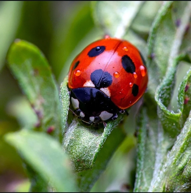 Tuyển tập bọ rùa bảy chấm ảnh đẹp trong thiên nhiên