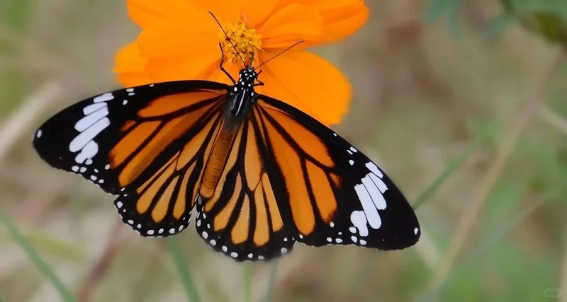 Hình ảnh bướm monarch trên hoa rực rỡ và sống động