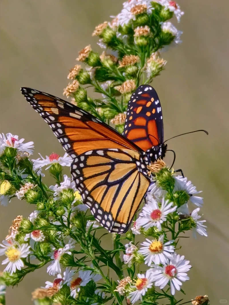 Vẻ đẹp bướm monarch thiên nhiên hoang dã cuốn hút