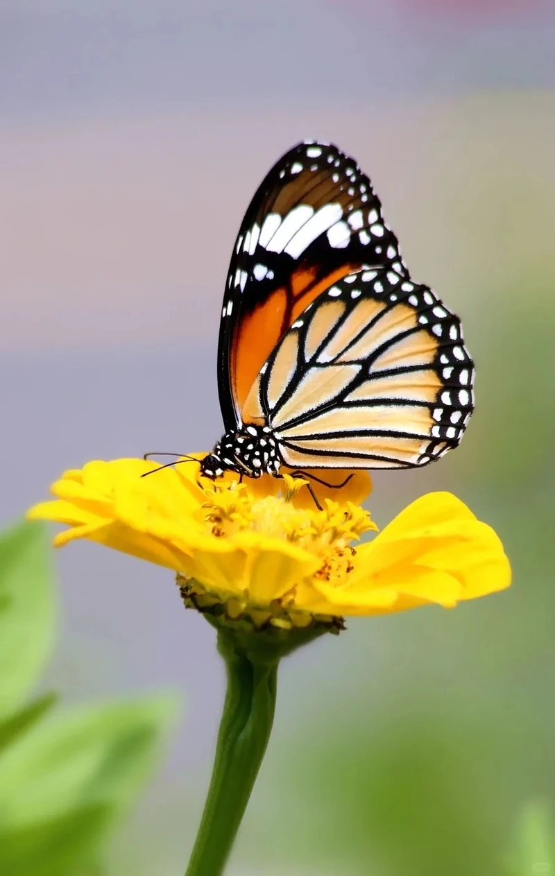 Chi tiết bướm monarch cận cảnh cánh tuyệt đẹp