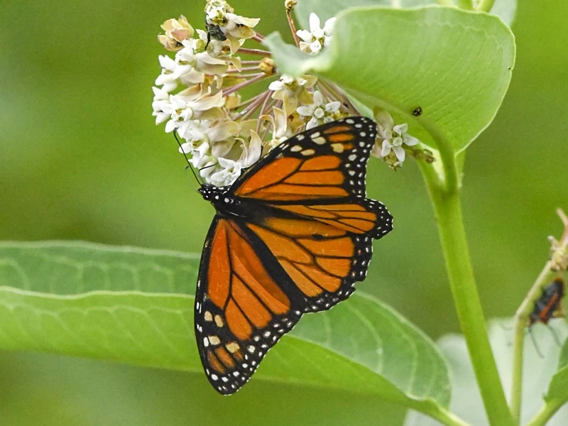 Bướm monarch sinh vật tự nhiên nổi bật trong thế giới côn trùng