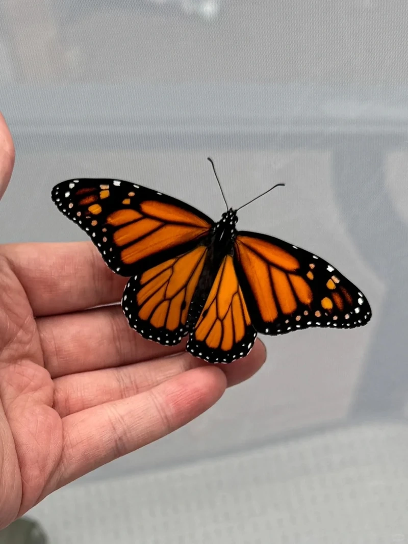 Bướm monarch côn trùng đẹp được nhiều người yêu thích