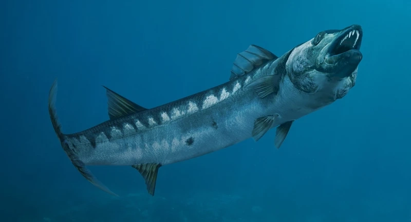 Sức mạnh đáng kinh ngạc của cá barracuda đại dương khiến con mồi khiếp sợ