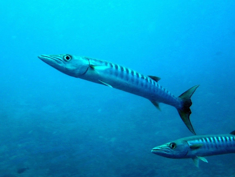 Nỗi sợ của đại dương mang tên cá barracuda răng sắc nhọn