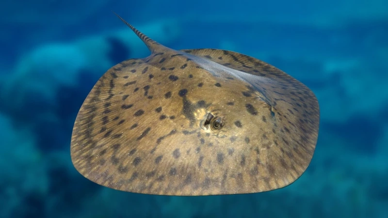 Khoảnh khắc hiếm khi cá đuối gai độc săn mồi dưới lòng đại dương