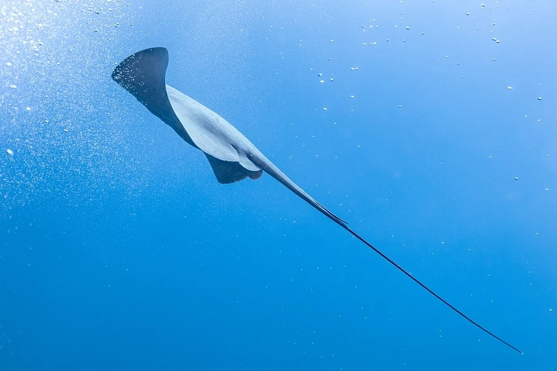 Vẻ đẹp hoang dã của cá đuối gai độc thiên nhiên hoang dã dưới đại dương