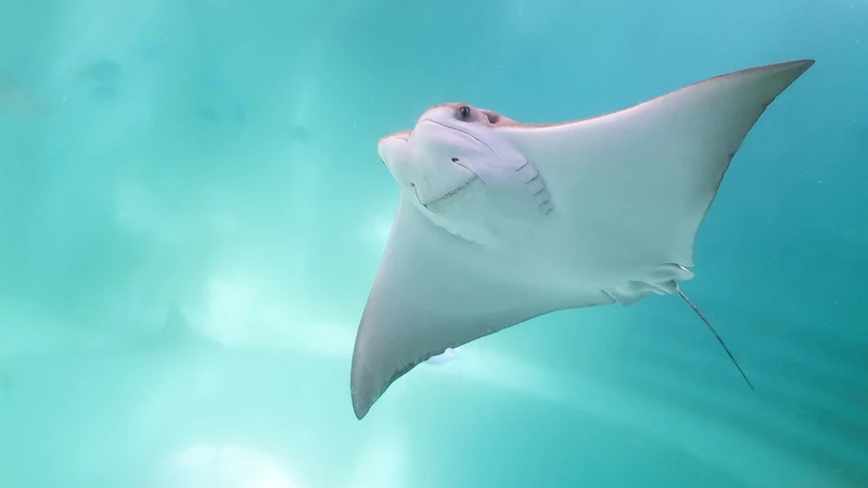 Chi tiết ấn tượng từ ảnh cá đuối gai độc macro khiến bạn kinh ngạc