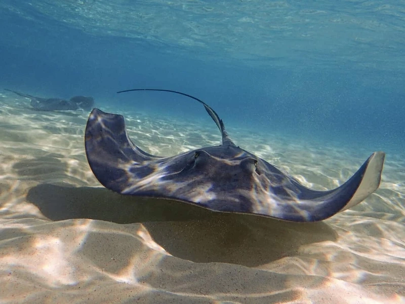 Vẻ đẹp độc đáo của cá đuối gai độc sinh vật đại dương hiếm gặp