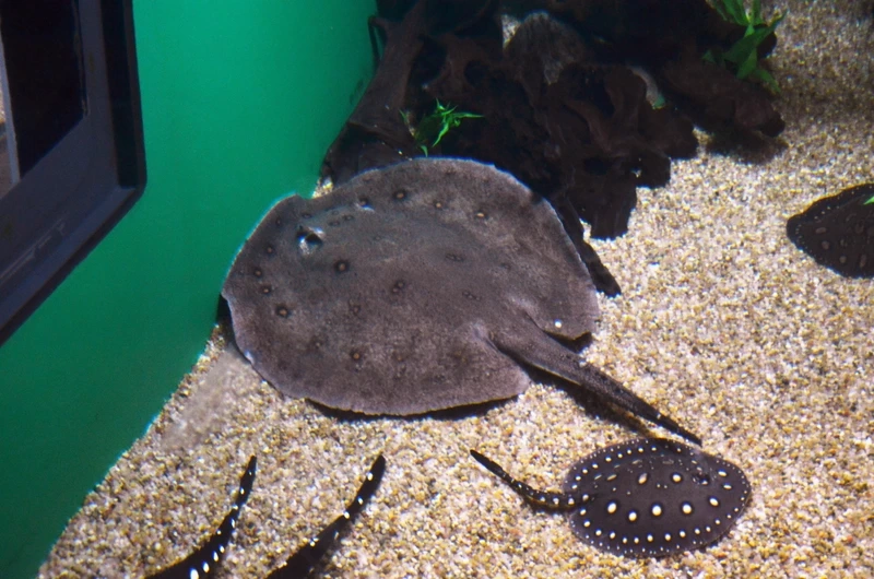 Chiêm ngưỡng cá đuối gai độc bơi lượn như cánh chim dưới nước