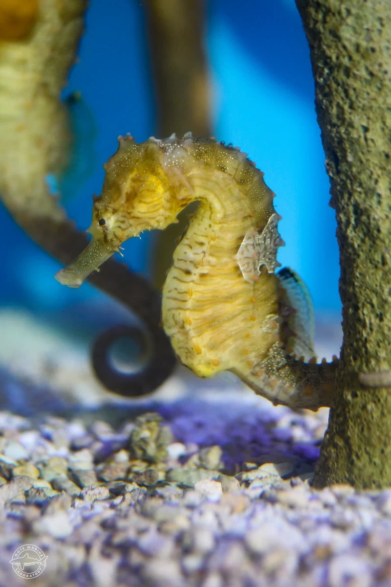 Vẻ đáng yêu của cá ngựa biển sinh vật biển khiến người xem mê mẩn