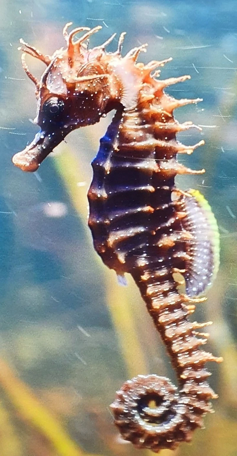 Khám phá cá ngựa biển hình dáng độc đáo khiến ai cũng bất ngờ