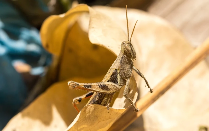 Châu chấu nâu côn trùng quen thuộc trong thiên nhiên