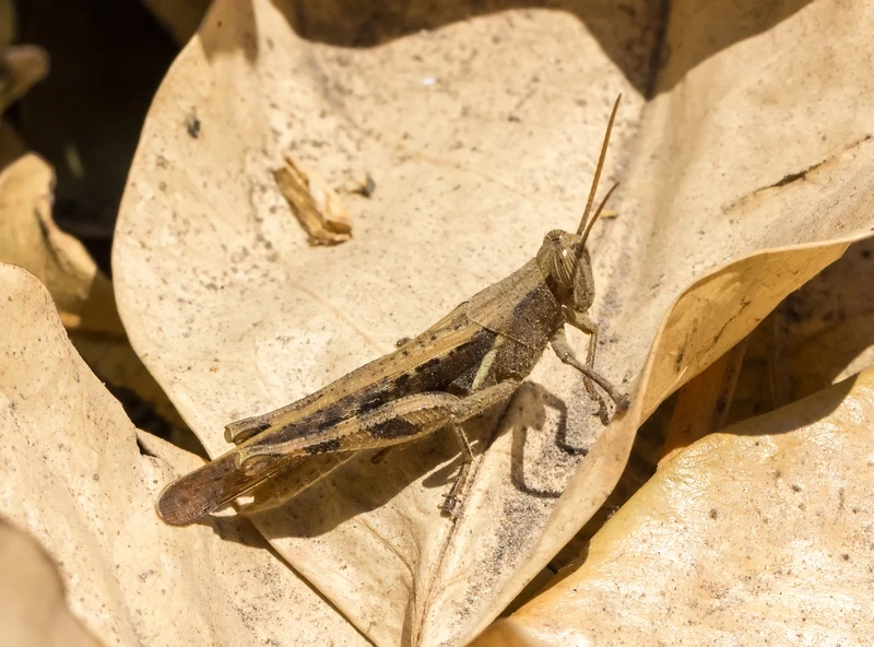 Hình ảnh châu chấu nâu trong tự nhiên đầy sinh động