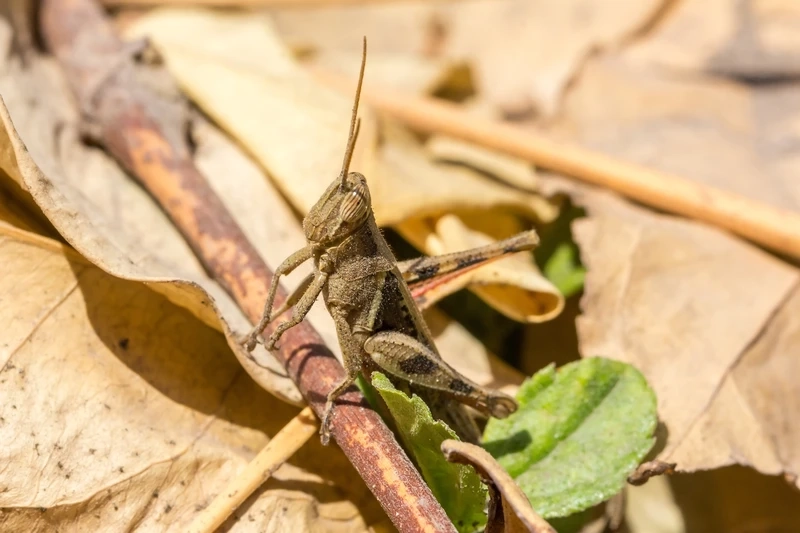 Chi tiết châu chấu nâu cận cảnh đầu cực ấn tượng