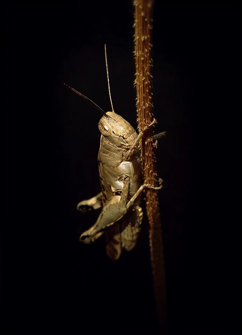 Châu chấu nâu côn trùng đồng ruộng quen thuộc ở nông thôn