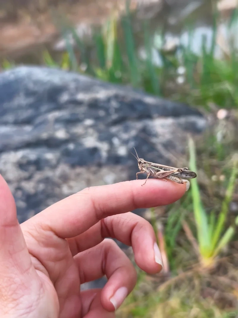 Hình ảnh châu chấu nâu ăn lá trên cây xanh