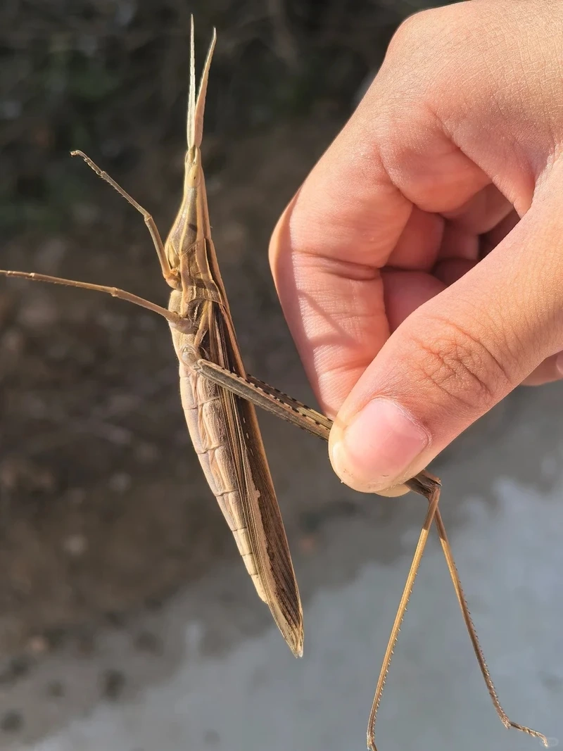 Khoảnh khắc châu chấu nâu vườn cây giữa thiên nhiên