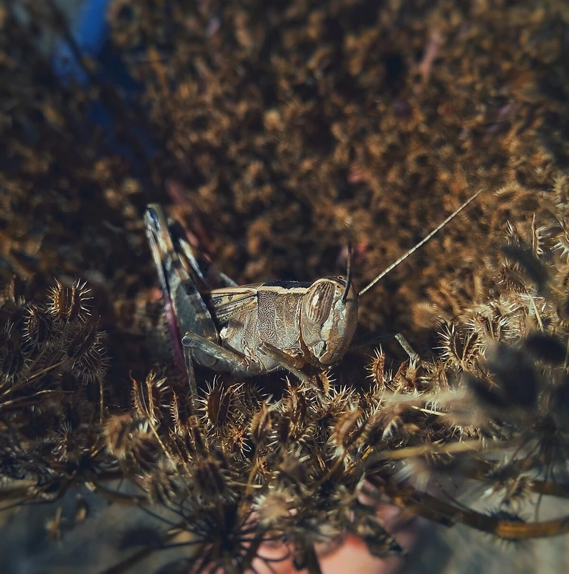 Tuyển tập châu chấu nâu ảnh đẹp trong thiên nhiên