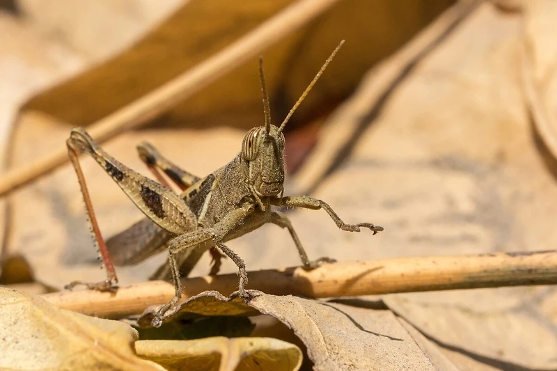 Khám phá châu chấu nâu thế giới côn trùng thú vị