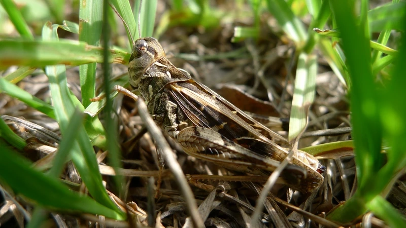 Hình ảnh châu chấu nâu côn trùng đồng cỏ quen thuộc
