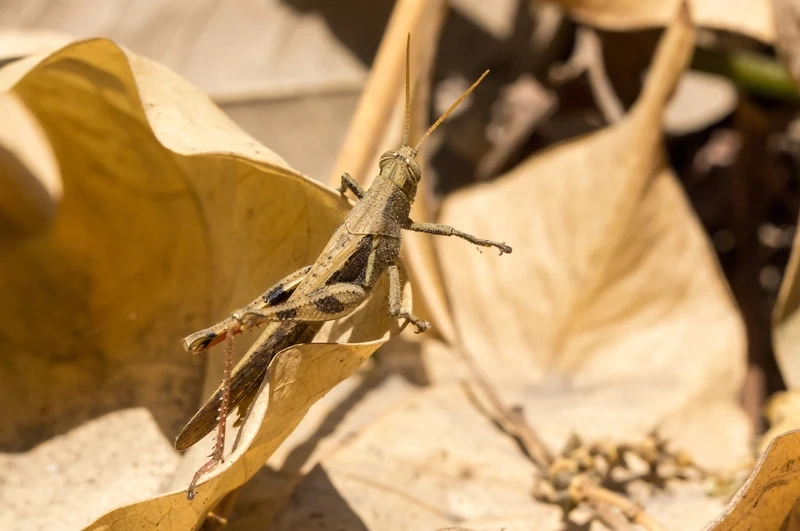 Góc chụp châu chấu nâu macro côn trùng đầy ấn tượng